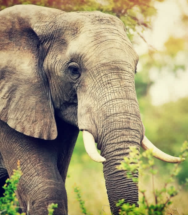 12 Reasons Elephants May Go Extinct