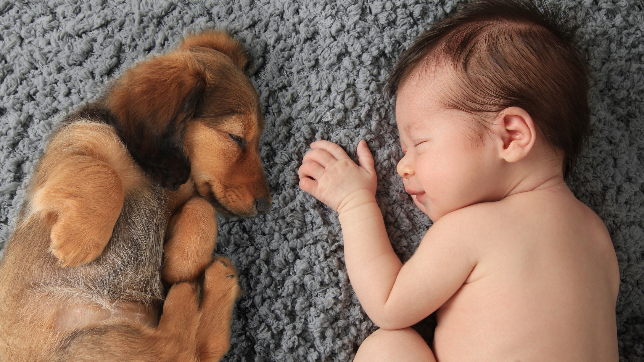 How To Keep a Newborn Safe Around the Family Dog
