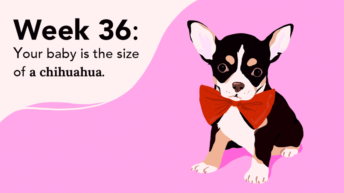 Your Pregnancy Week 36