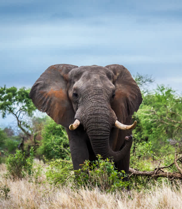 12 Reasons Elephants May Go Extinct