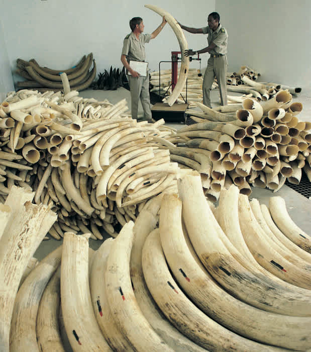 12 Reasons Elephants May Go Extinct