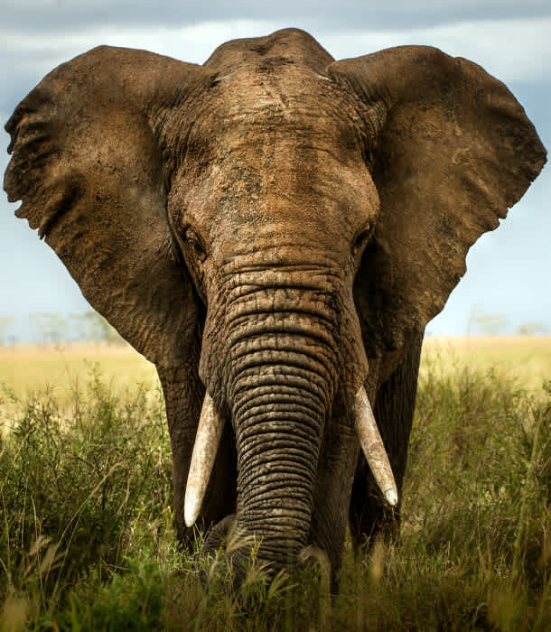 12 Reasons Elephants May Go Extinct