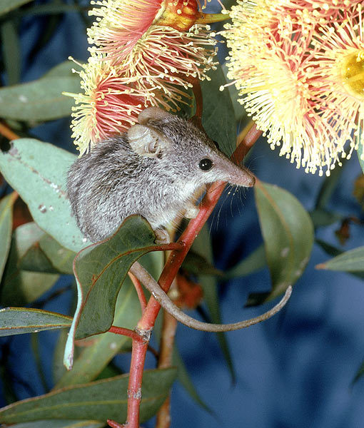 10 Animals That Pollinate Flowers