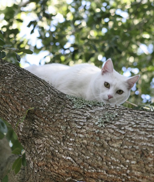 How To Get a Cat Down From a Tree