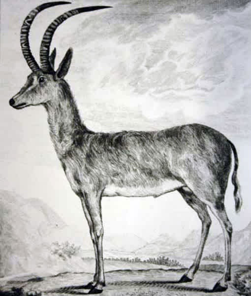 16 Fascinating Extinct Animals Mom Com