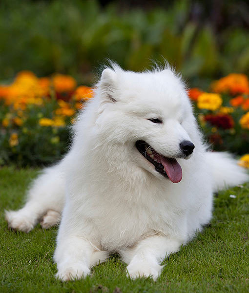 all white dog breeds