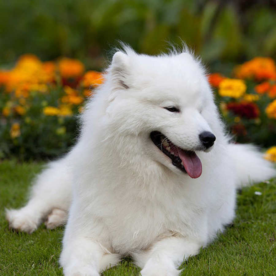 White Color Dog What Breed Are White Dogs