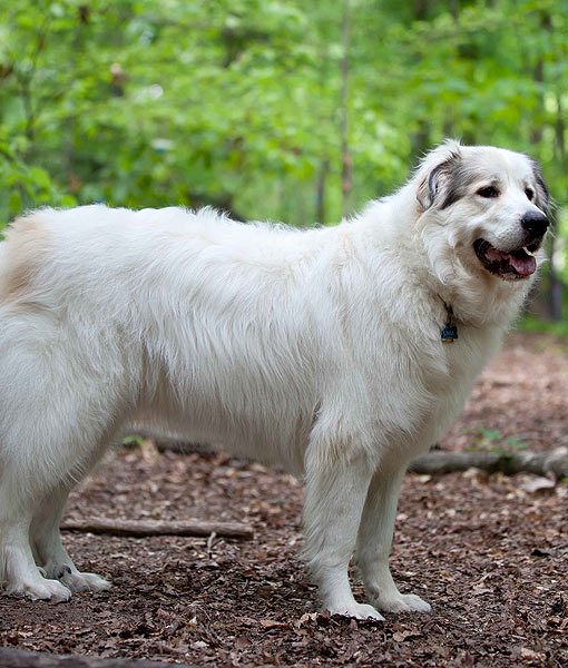 13 Favorite White Dog Breeds