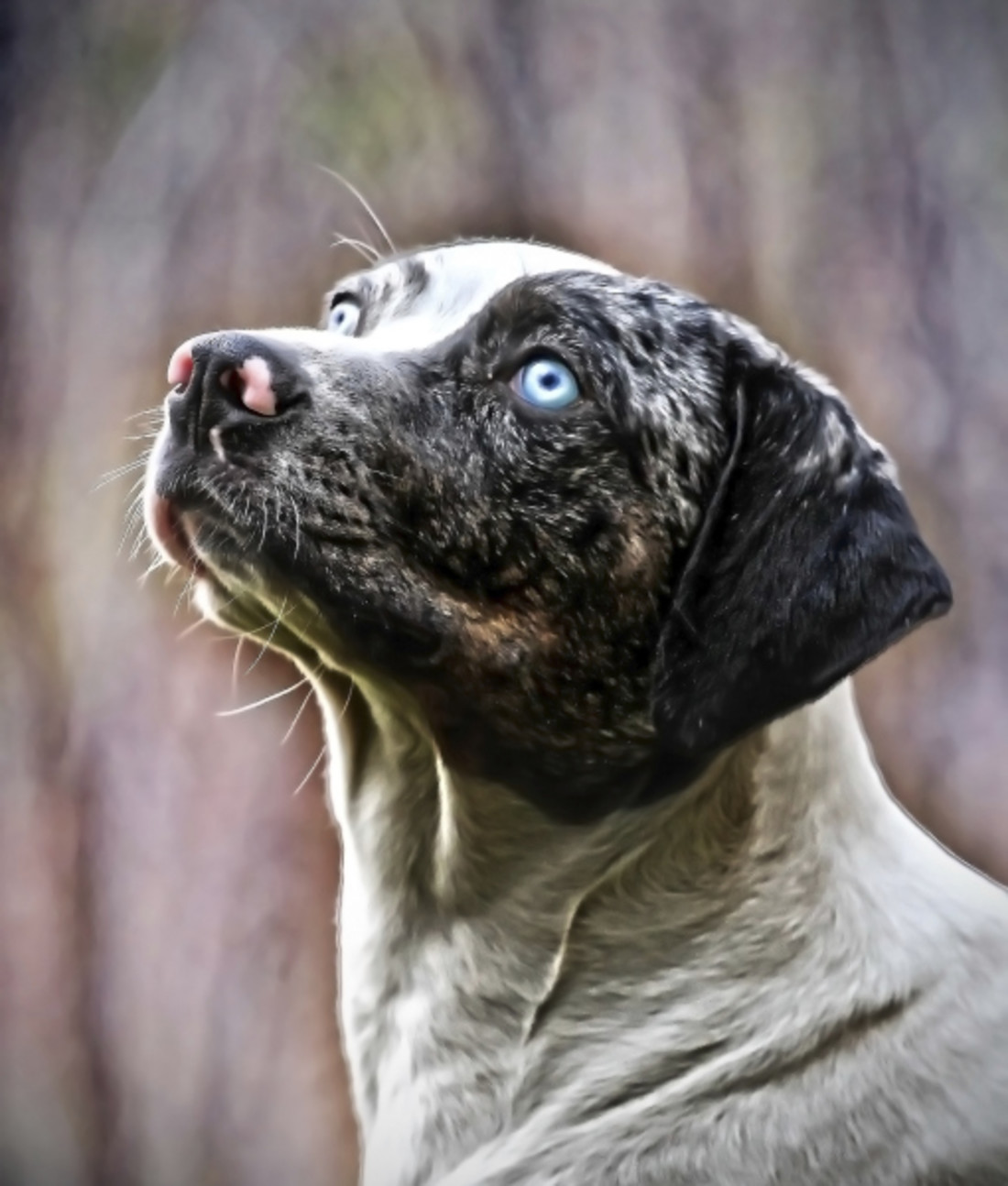 10 Cool Facts About Catahoula Leopard Dogs | Mom.com