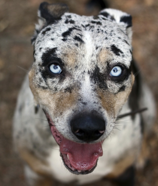 10 Cool Facts About Catahoula Leopard Dogs