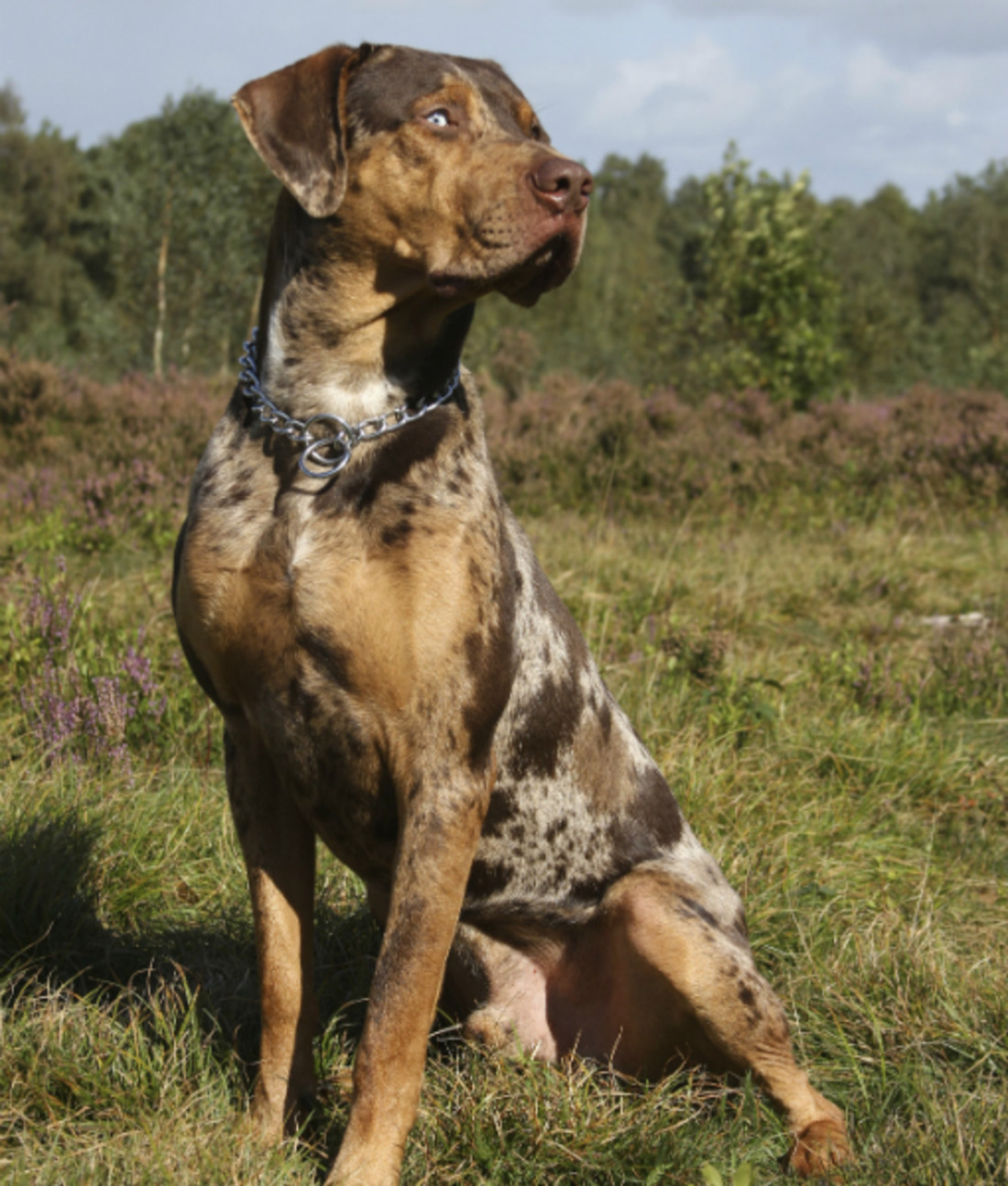 Catahoula leopard dog hunting