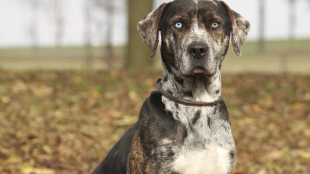 Catahoula Puppy catahoula-puppy