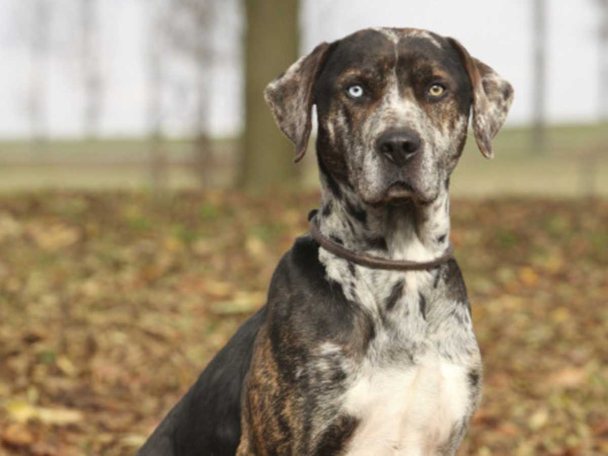 Leopard Cur Catahoula Leopard Dog Black Lab Mix