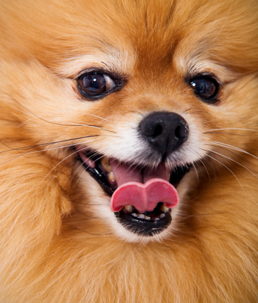 Facts hot sale about pomeranians