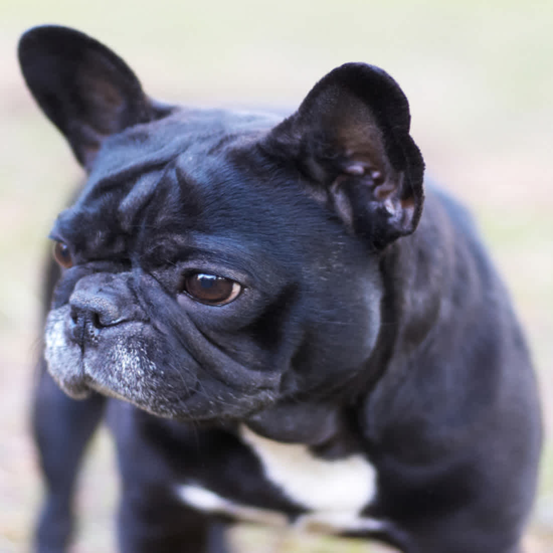 10 Cool Facts About French Bulldogs