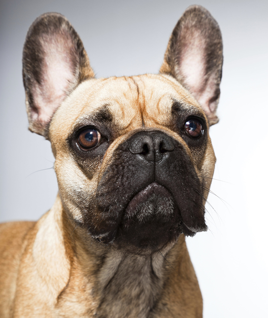 french bulldog teether