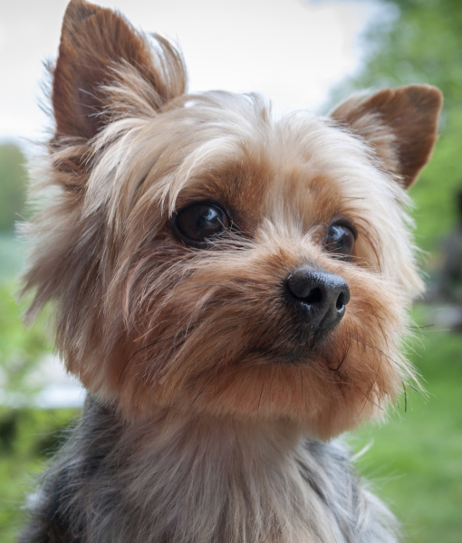 interesting facts about yorkies