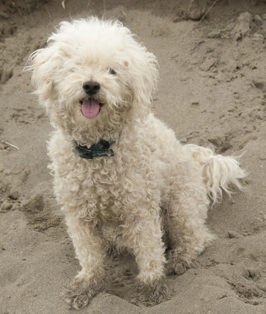 pictures of bichon frise