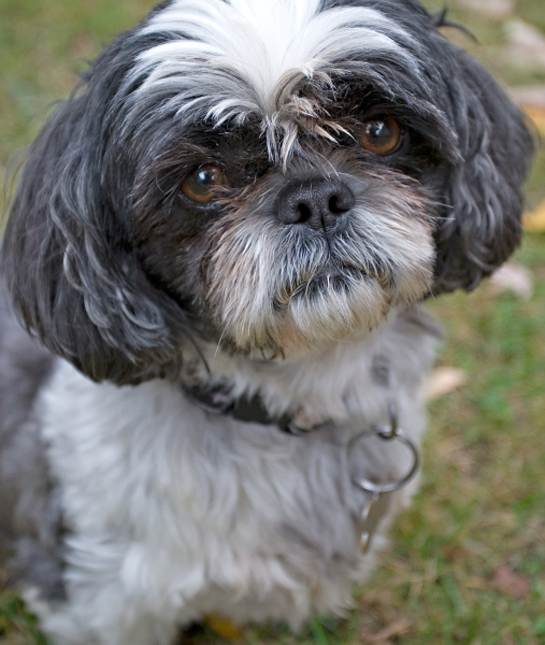 Fun facts best sale about shih tzu