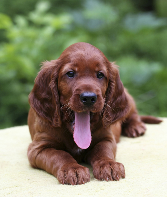 10 Cool Facts About Irish Setters