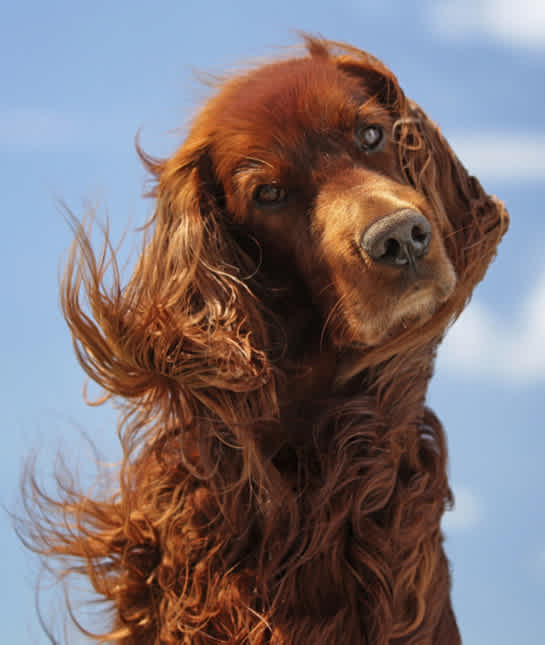 10 Cool Facts About Irish Setters Mom Com