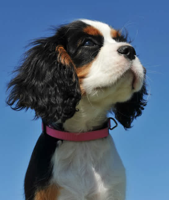10 Cool Facts About Cavalier King Charles Spaniels Mom Com