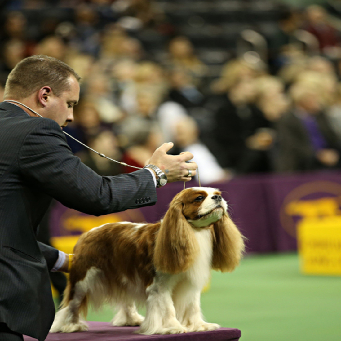 10 Cool Facts About Cavalier King Charles Spaniels