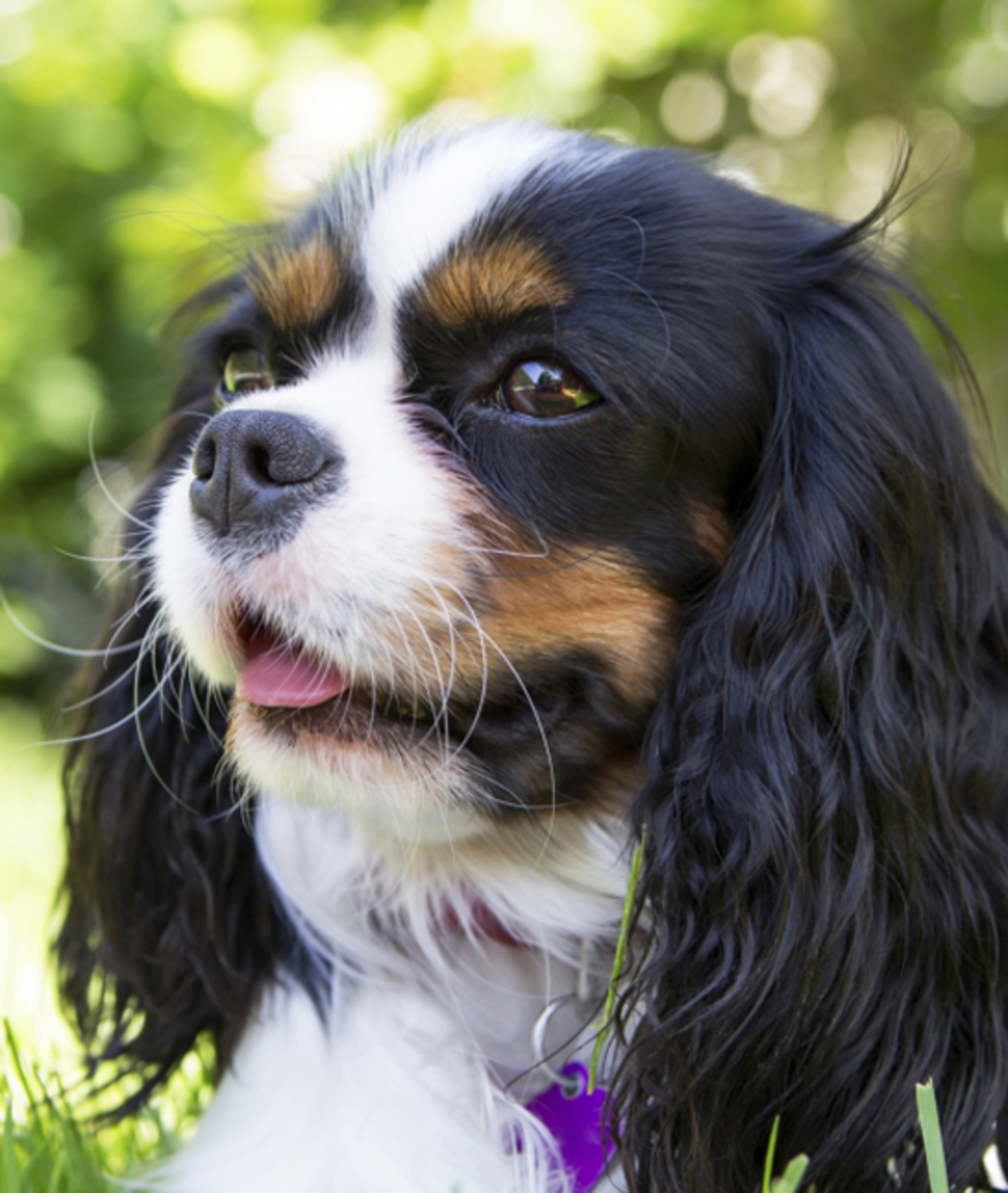 10 Cool Facts About Cavalier King Charles Spaniels