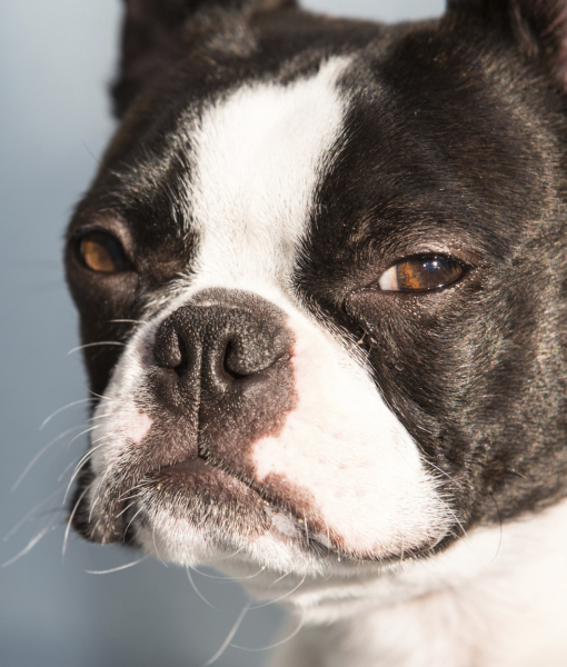 show me a picture of a boston terrier