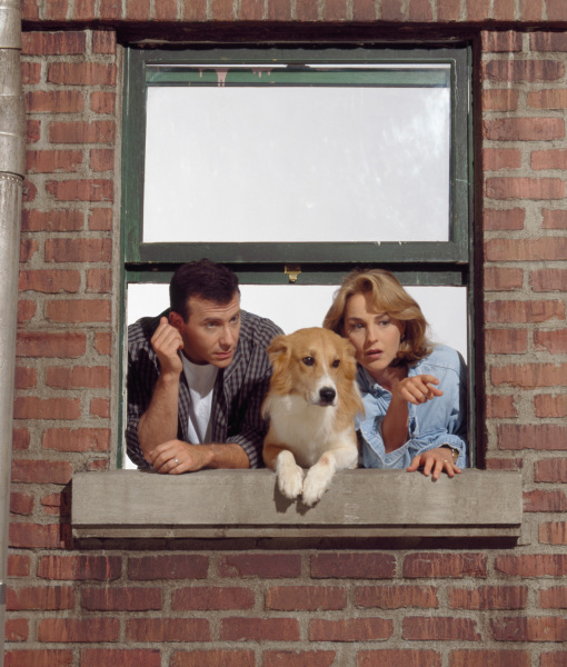 10 Cool Facts About Border Collies