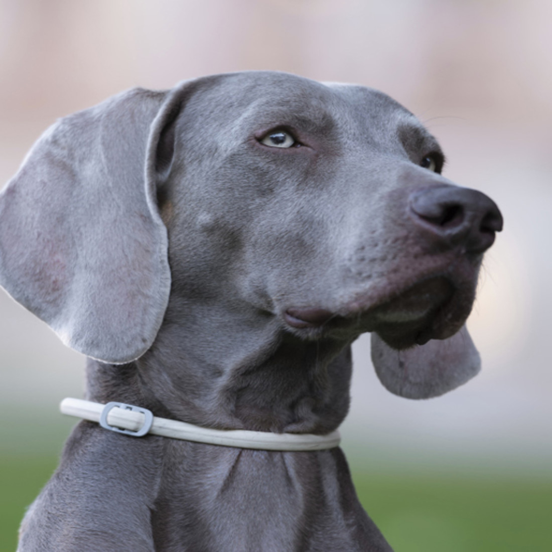 10 Cool Facts About Weimaraners