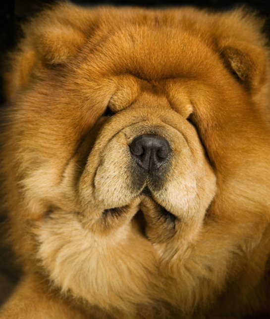 facts about chow chows