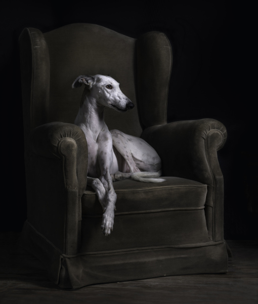 10 Cool Facts About Greyhounds