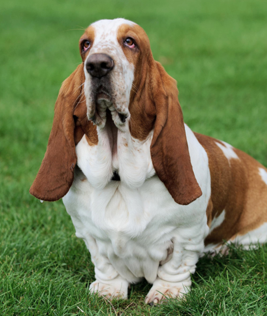 show me a picture of a basset hound