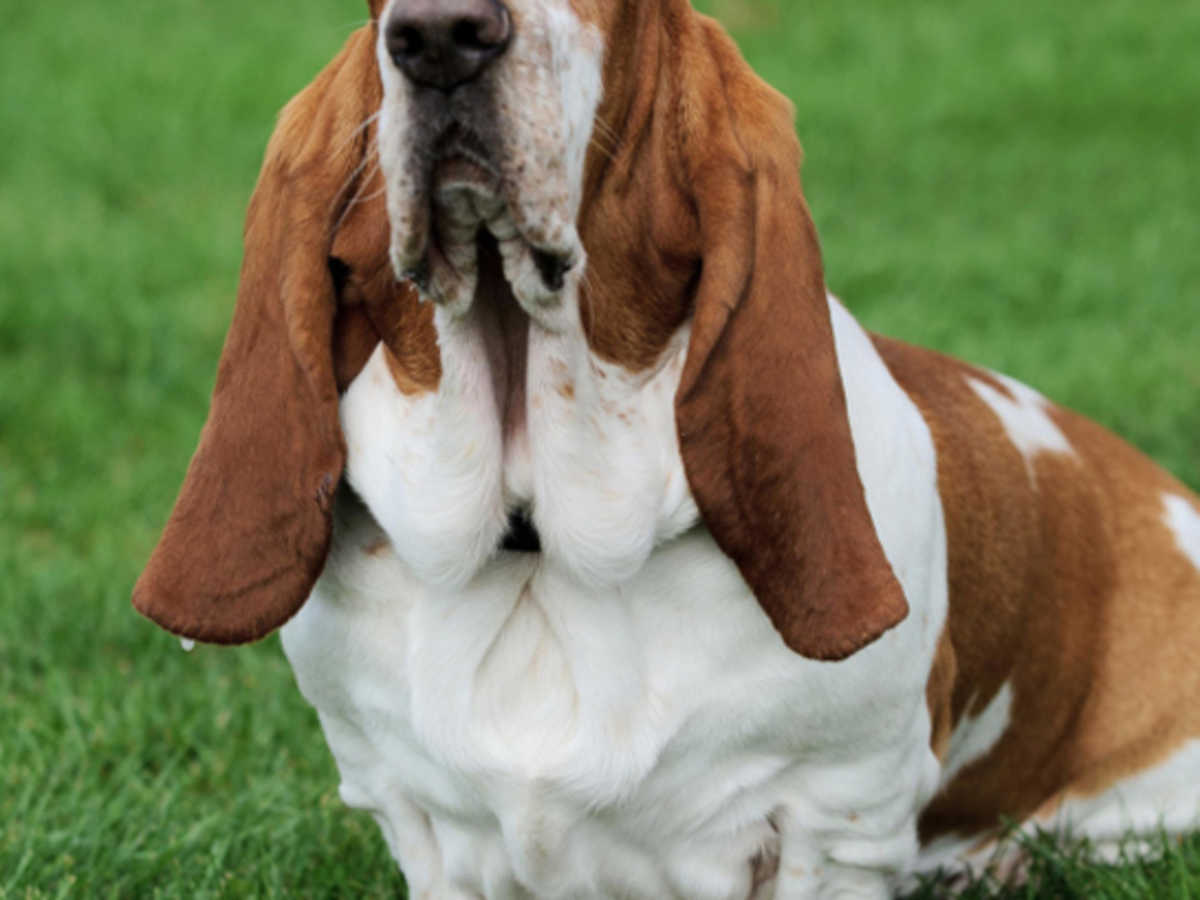 Basetts Dogs How To Tell The Breed Of A Basset Hound
