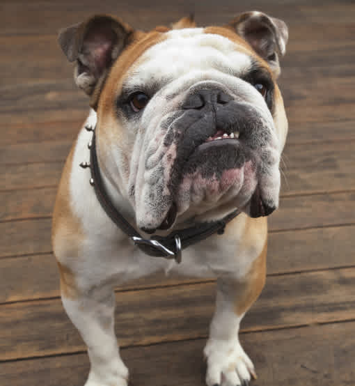 10 Cool Facts About English Bulldogs