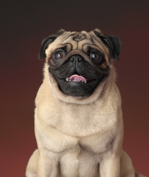 everything about pugs