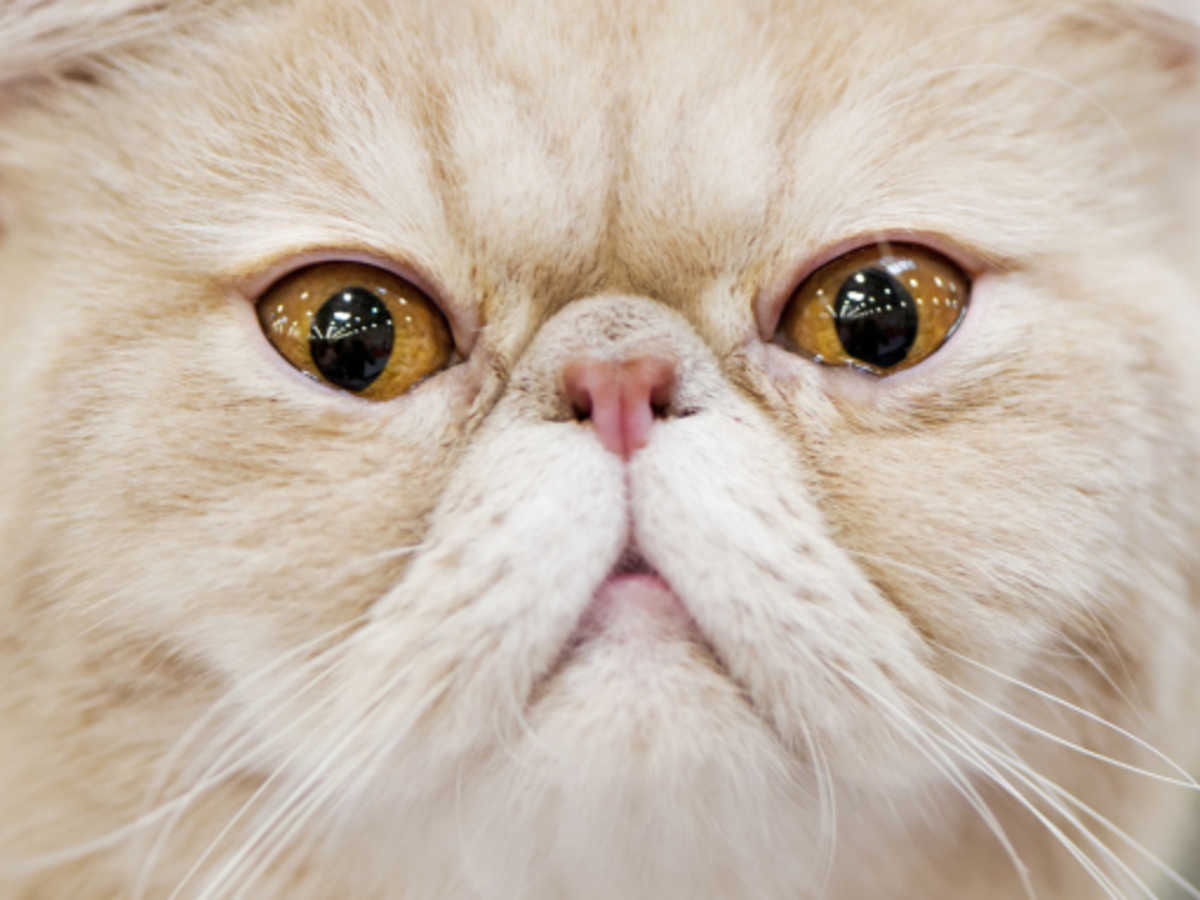 Baby Doll Persian Kittens