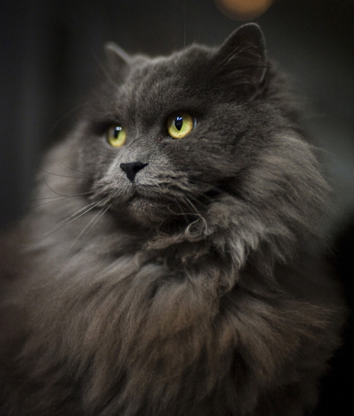 interesting facts about persian cats