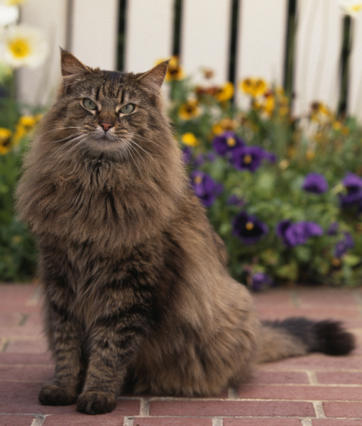 10 Maine Coon Cat Facts