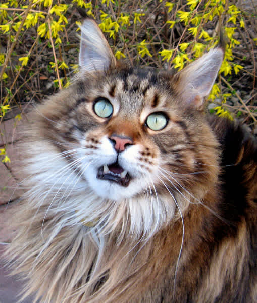 10 Maine Coon Cat Facts | Mom.com