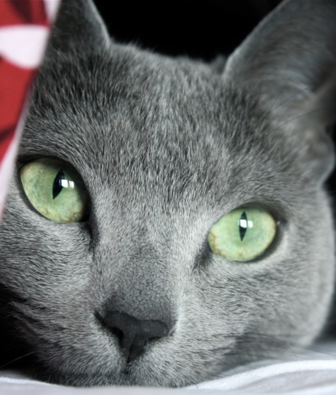 Facts about best sale russian blue cats