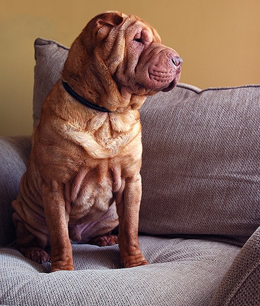 15 Quietest Dog Breeds
