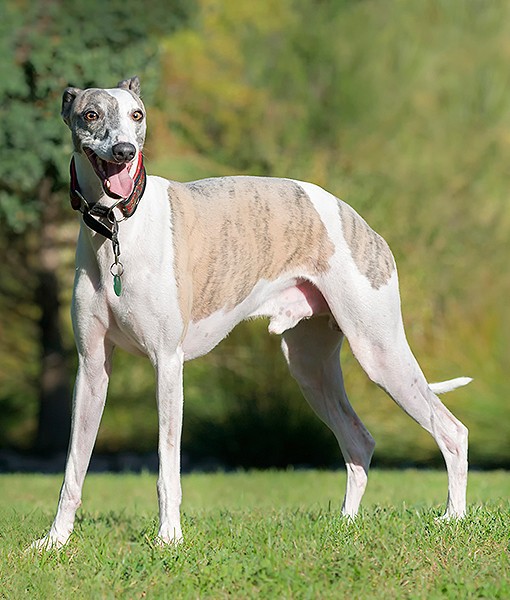 15 Quietest Dog Breeds