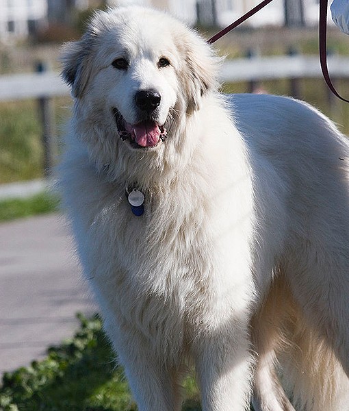 15 Quietest Dog Breeds