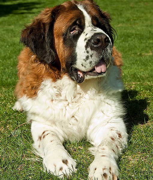 15 Quietest Dog Breeds