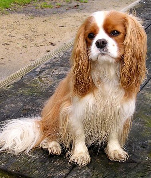 15 Quietest Dog Breeds