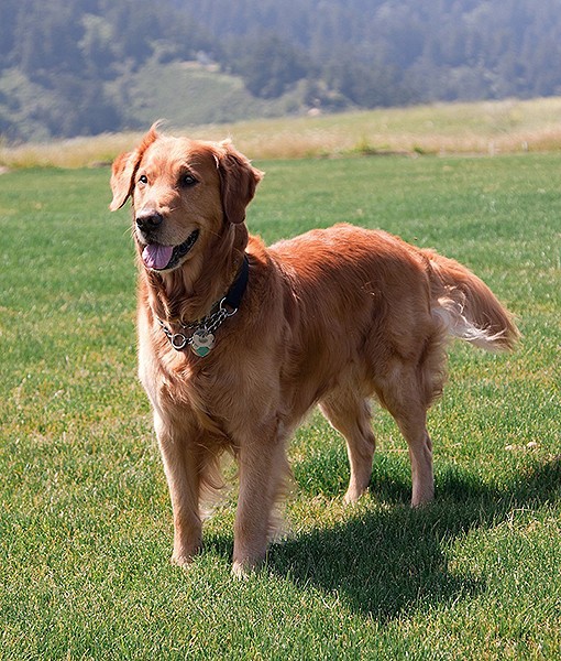 15 Quietest Dog Breeds