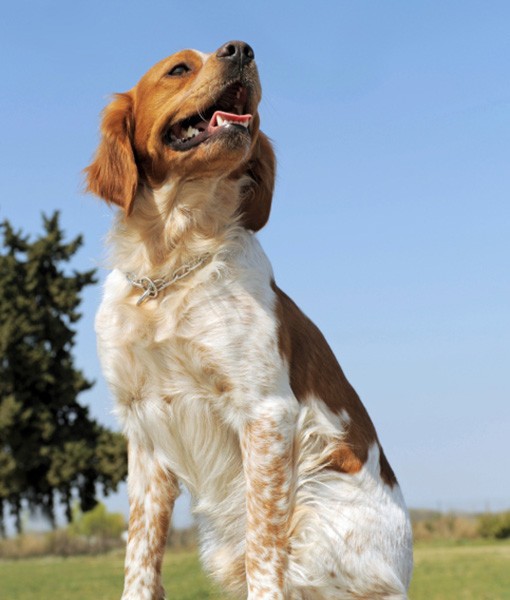 facts about hunting dogs
