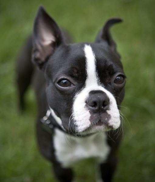 do boston terriers have webbed feet
